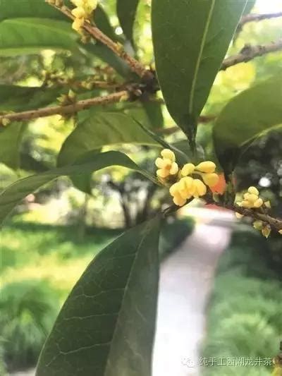 桂花什麼時候開|桂花什麼時候開花季節，夏末初秋時開花/花期9～10月。